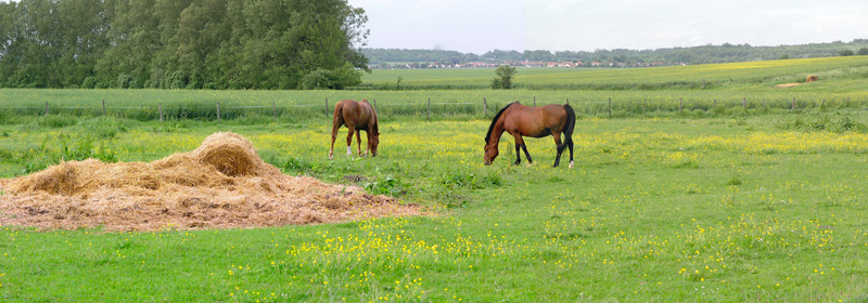 panochevaux.jpg